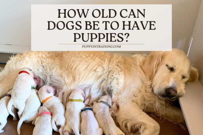 dog-too-old-puppies-feature.jpg