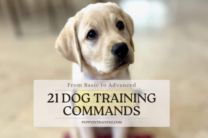 dog-training-commands-feature.jpg