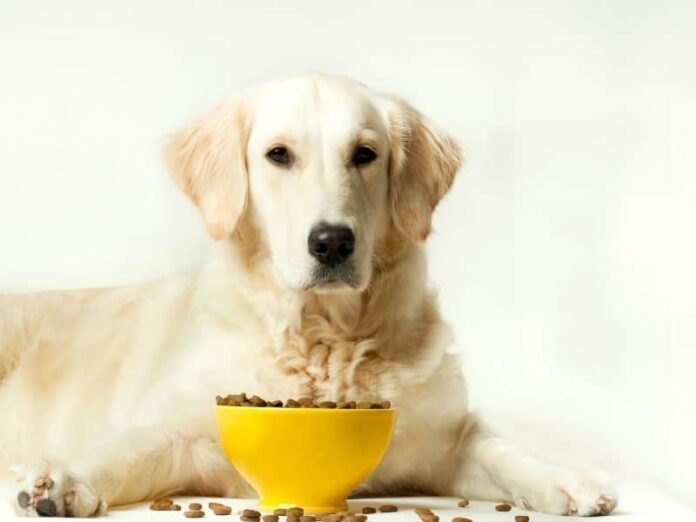 golden-retriever-food.jpg