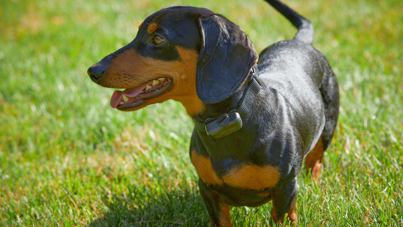 DogWatch-Blog-Featured-Image-dachshund.png