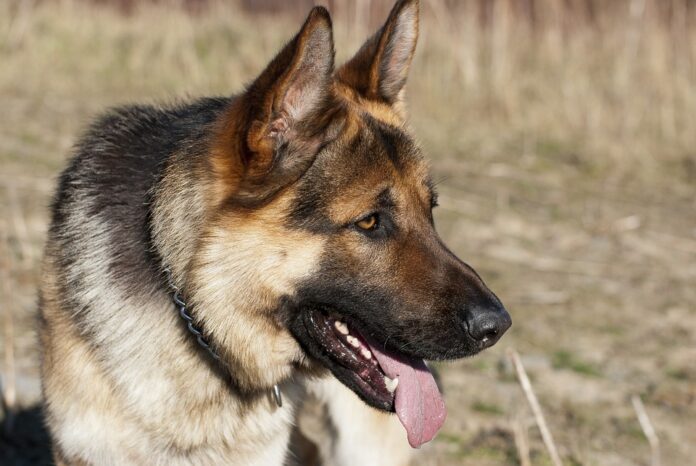german-shepherd-4896531_960_720.jpg
