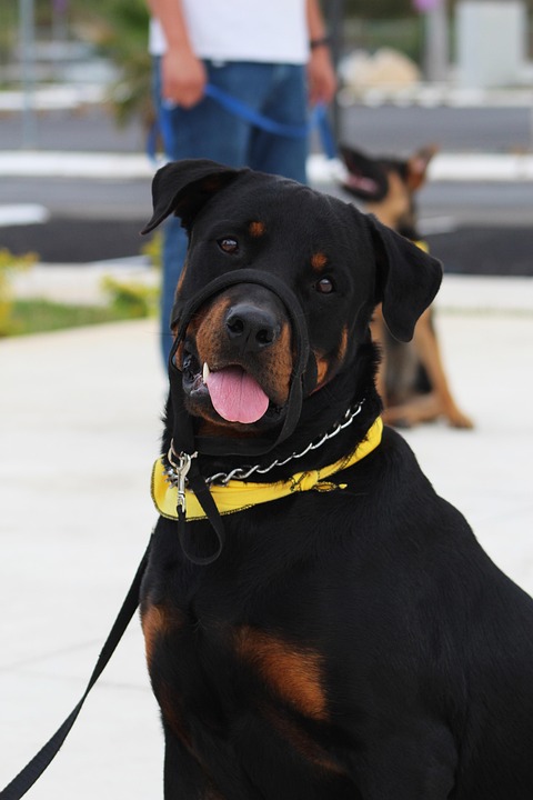 rottweiler-5256829_960_720.jpg