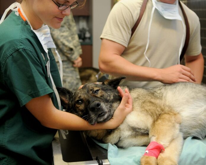 veterinary-85925_960_720.jpg