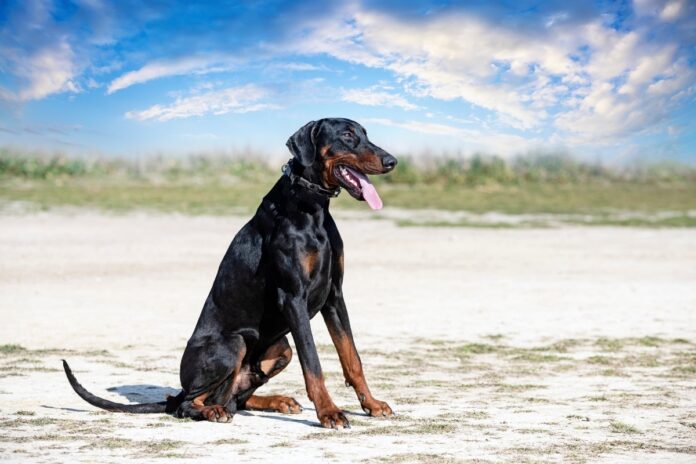young-dobermann-pinscher-training-protection-nature-1.jpg