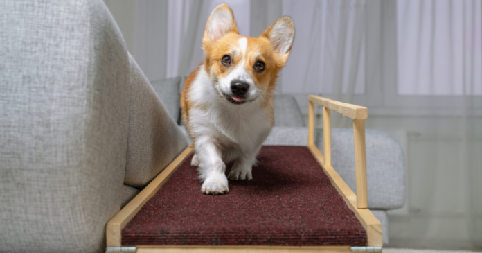 Best_Dog_Ramps_Featured.png