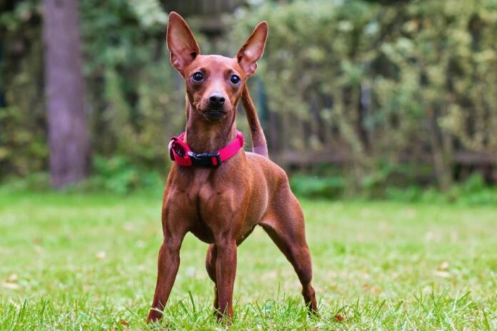 Miniature-Pinscher-1-e1746013800846.jpg